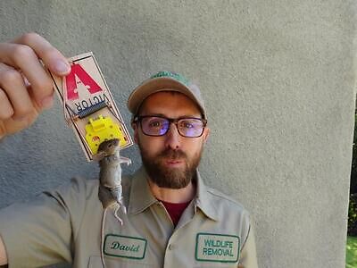 Jersey City rodent trapping